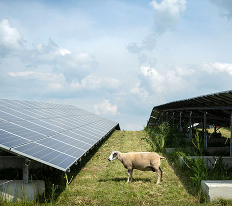 Đàn cừu ăn cây mù tạt tại trang trại năng lượng mặt trời ở Gelderland, Hà Lan